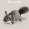 Hansa chinchilla