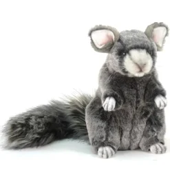 Hansa chinchilla